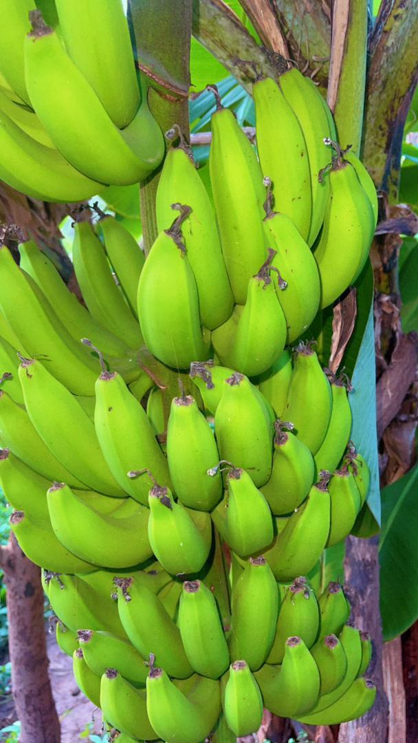 Spaßfakt des Monats: Bananen