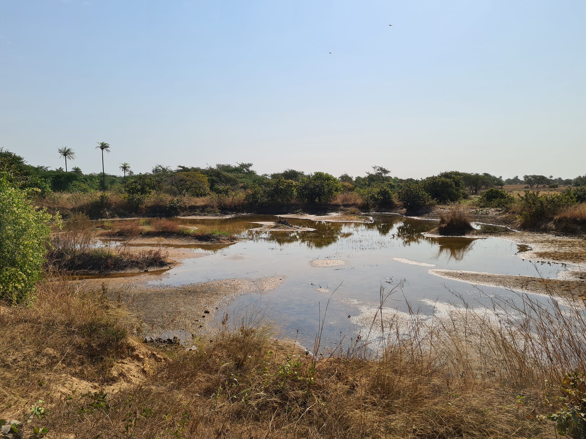 Spaßfakt des Monats: Krokodile fressen Steine. Vögel aber auch