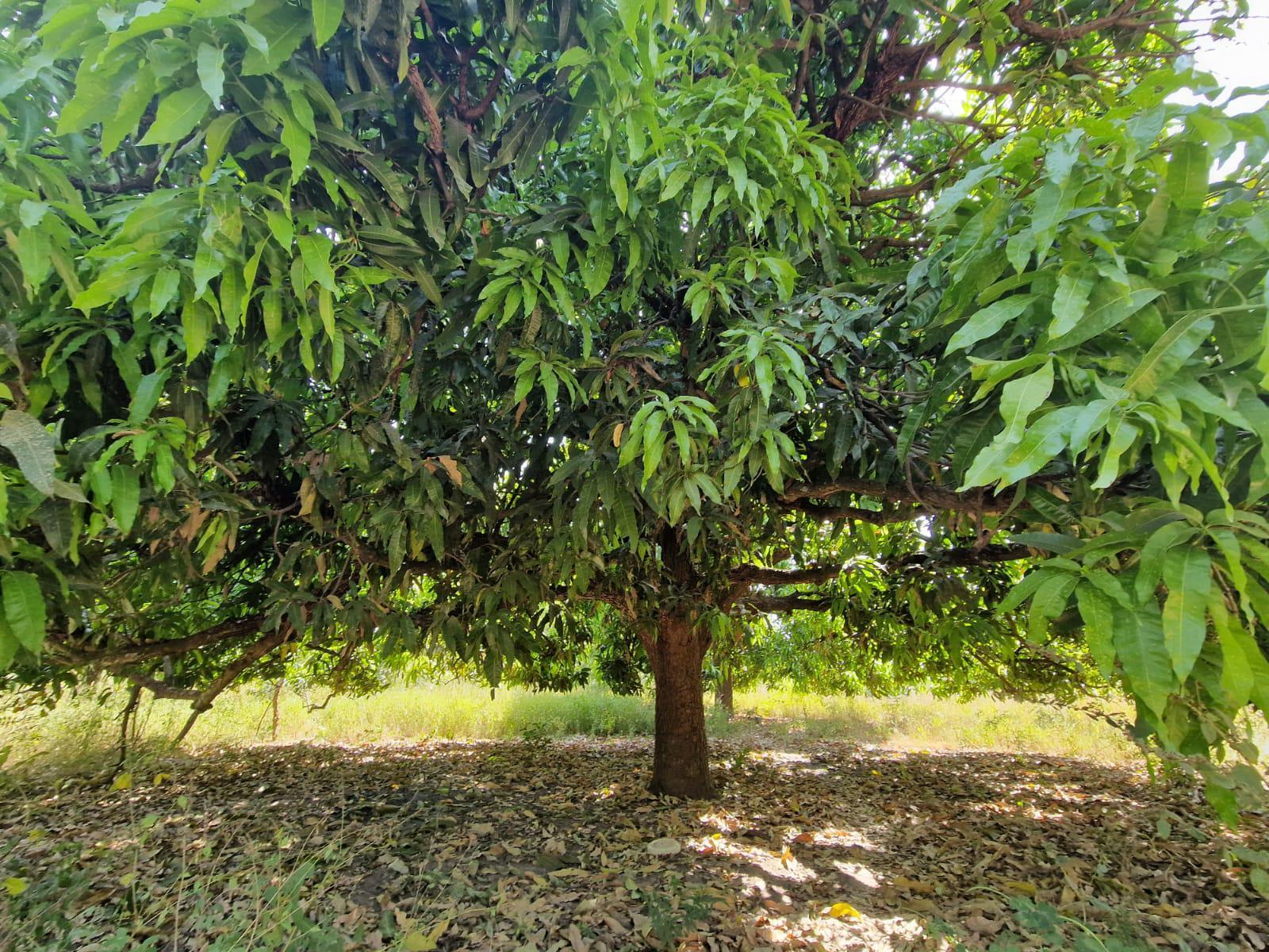 Spaßfakt des Monats: Mangos