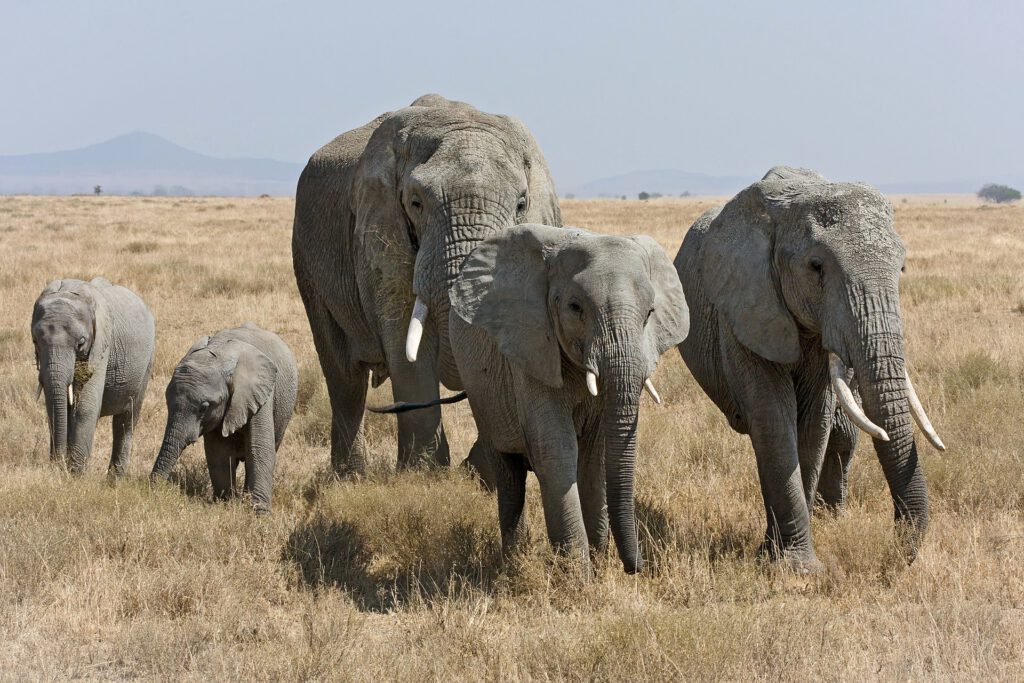 Ein erwachsener Elefant, zwei halbwüchsige und zwei kleine elefanten in der Savanne