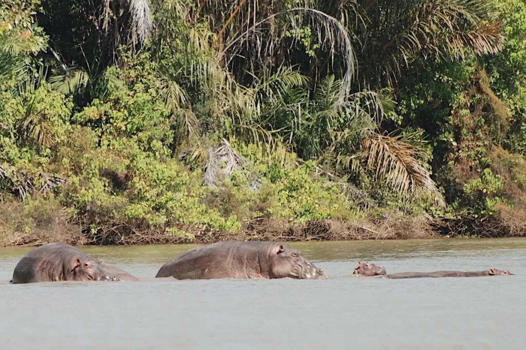 Drei Flusspferde halb im Gambia-Fluss, im Hintergrund Uferwald